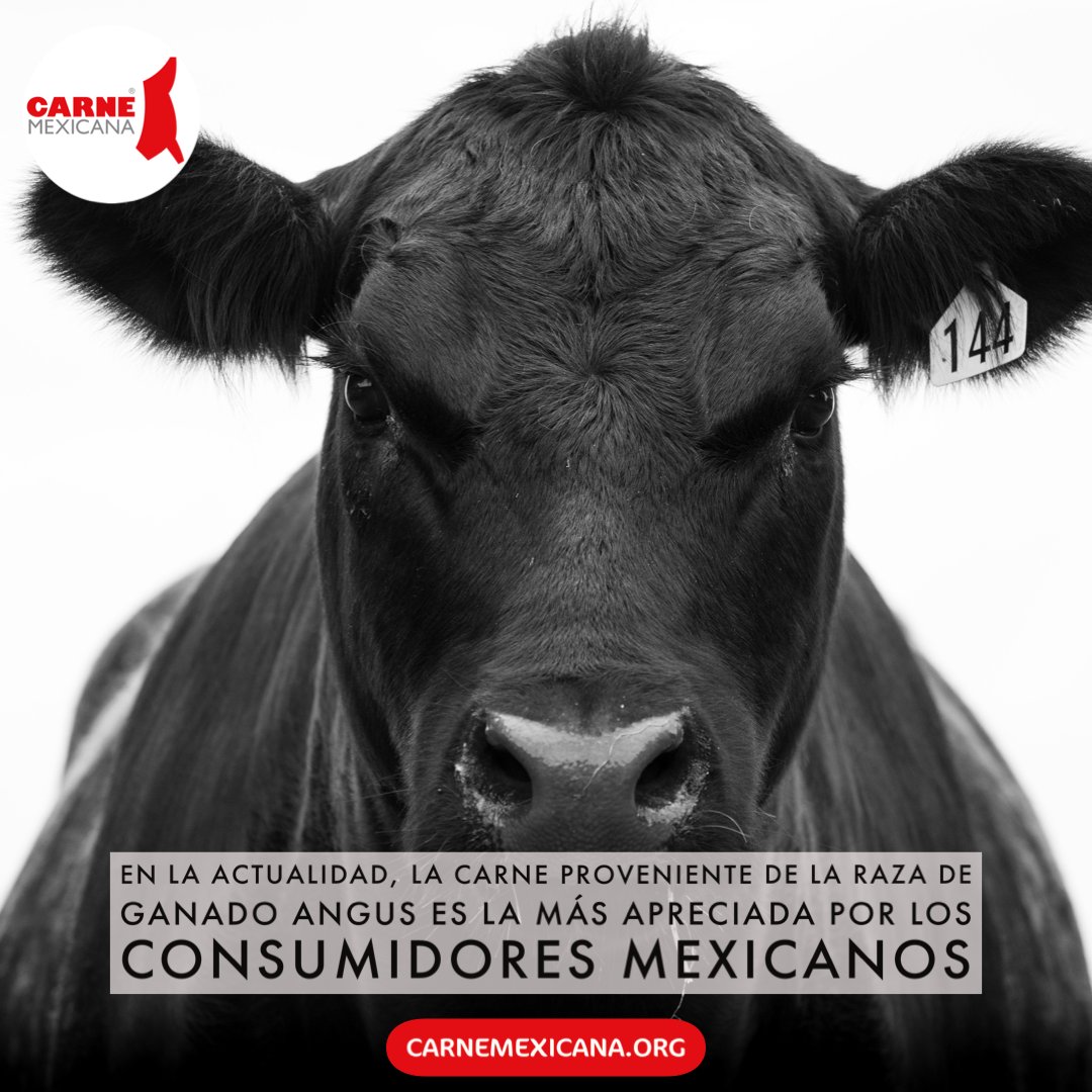 carnemexicana's tweet photo. En la actualidad, la carne proveniente de la raza de ganado Angus es la más apreciada por los consumidores mexicanos #angus #angusmexicana #datosdecarne https://t.co/RceNz5Y5Jt