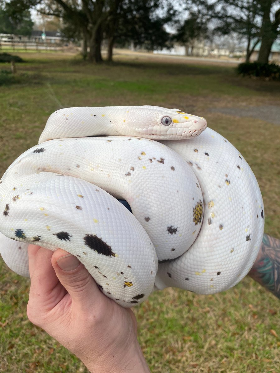 MorphMarket's tweet image. Goldenchild Cow Reticulated Python by Acadiana Reptile Company buff.ly/3jPeqpl