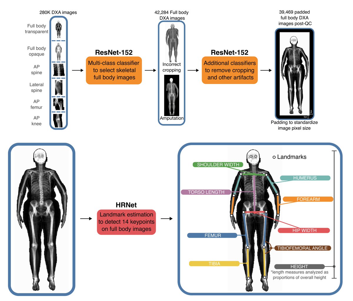 EucharistKun's tweet photo. Humans are the only bipedal great apes, due to our unique skeletal form. What genomic regions contributed to such change? Our work, combining imaging, genetic &amp; EHR data to understand the genetic architecture and evolution of the human skeletal form is up: https://t.co/tVEAQa1MJg https://t.co/ozXj5zRfxz