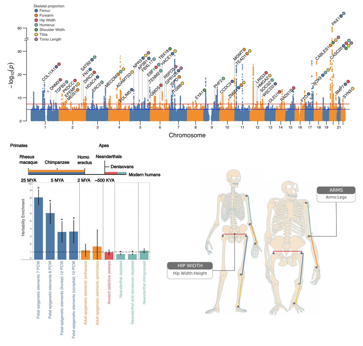 Humans are the only bipedal great apes, due to our unique skeletal form. What genomic regions contributed to such change? Our work, combining imaging, genetic & EHR data to understand the genetic architecture and evolution of the human skeletal form is up: biorxiv.org/content/10.110…