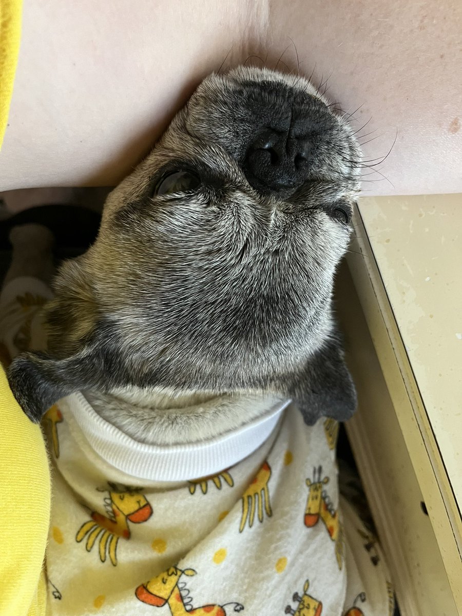 Pia_Pia_the_Pug's tweet photo. Tuesday was NOT her day!! #sleepy #love #happy #puglove #puglife #pug #smile #donotdisturb #pugnation #sweet #rescuedog #florida #workworkwork #hardlyworking #Tuesday #precious #retiredlife #servicedogretired #workingfromhomelife #mygirl https://t.co/lJcMViYv7Z