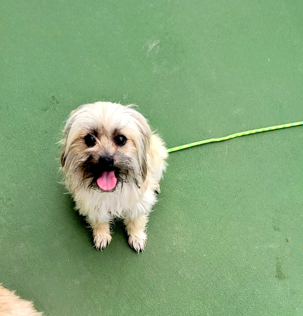 laura_perkin's tweet photo. I feel so good about starting the year with this baby on the Euthanasia list. #LFG #awesomepup #dogsaremyjam #fuckimadoglover #dogs https://t.co/N4hwANpZGU