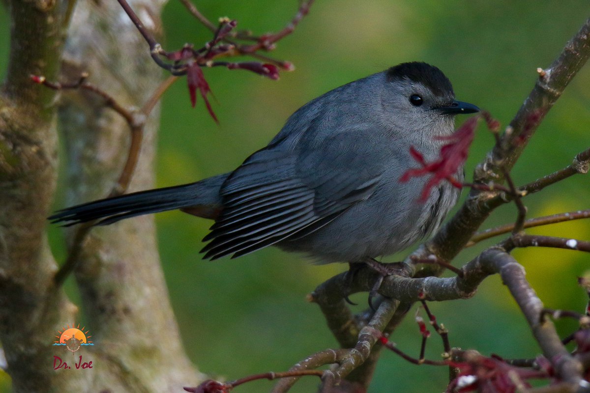 No trouble finding this common Grey Catbird who just finished its mewing call, which sounded like a cat’s meow.