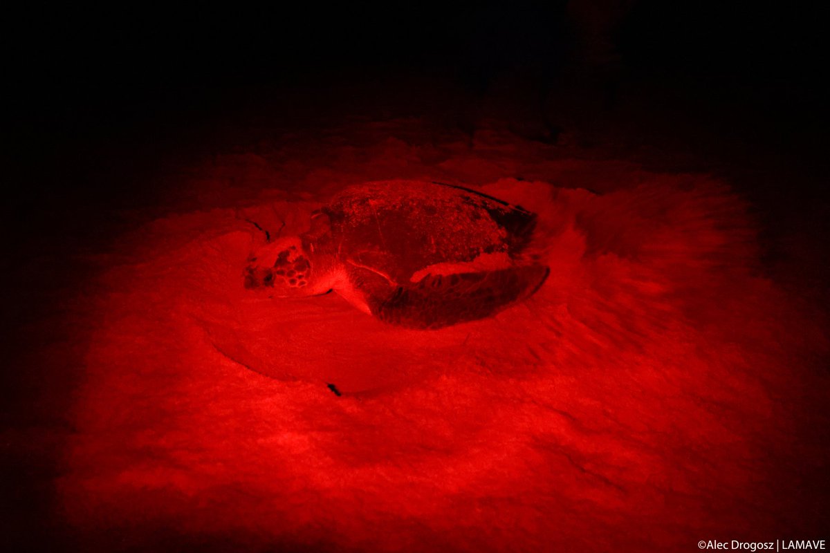 lamaveresearch tweet media