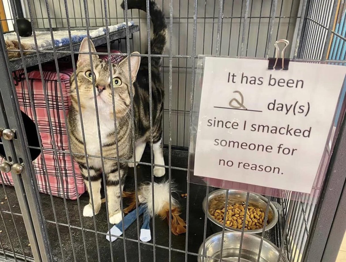 DontShowYourCat's tweet image. we're so proud