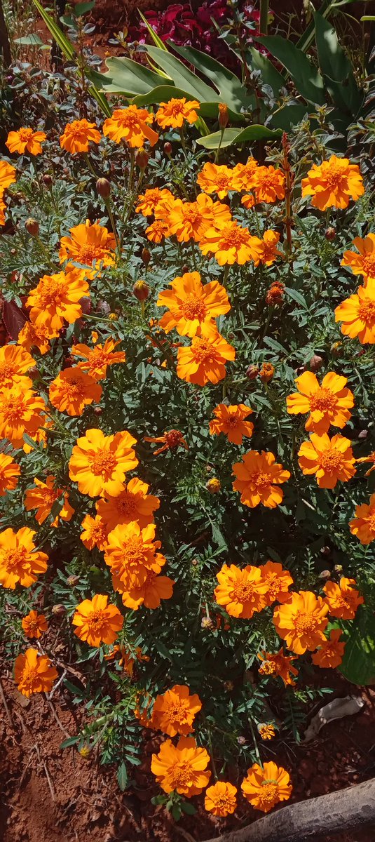 Five Mosquito Repellant flower Plants recommended for your 'compound'

1. Marigolds: 
Its flowers beautify the compound or veranda in a special way, and its self seeding.

Mosquitoes & aphids hate the smell of marigolds, but these cheerful flowers are a favorite with gardeners.