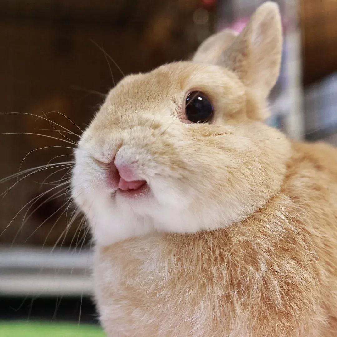 How cute is this bunny  🍓🍎😛😛
#rabbit #bunny #RABBIT2023 #rabbitlovers #bunnies #bunnylove