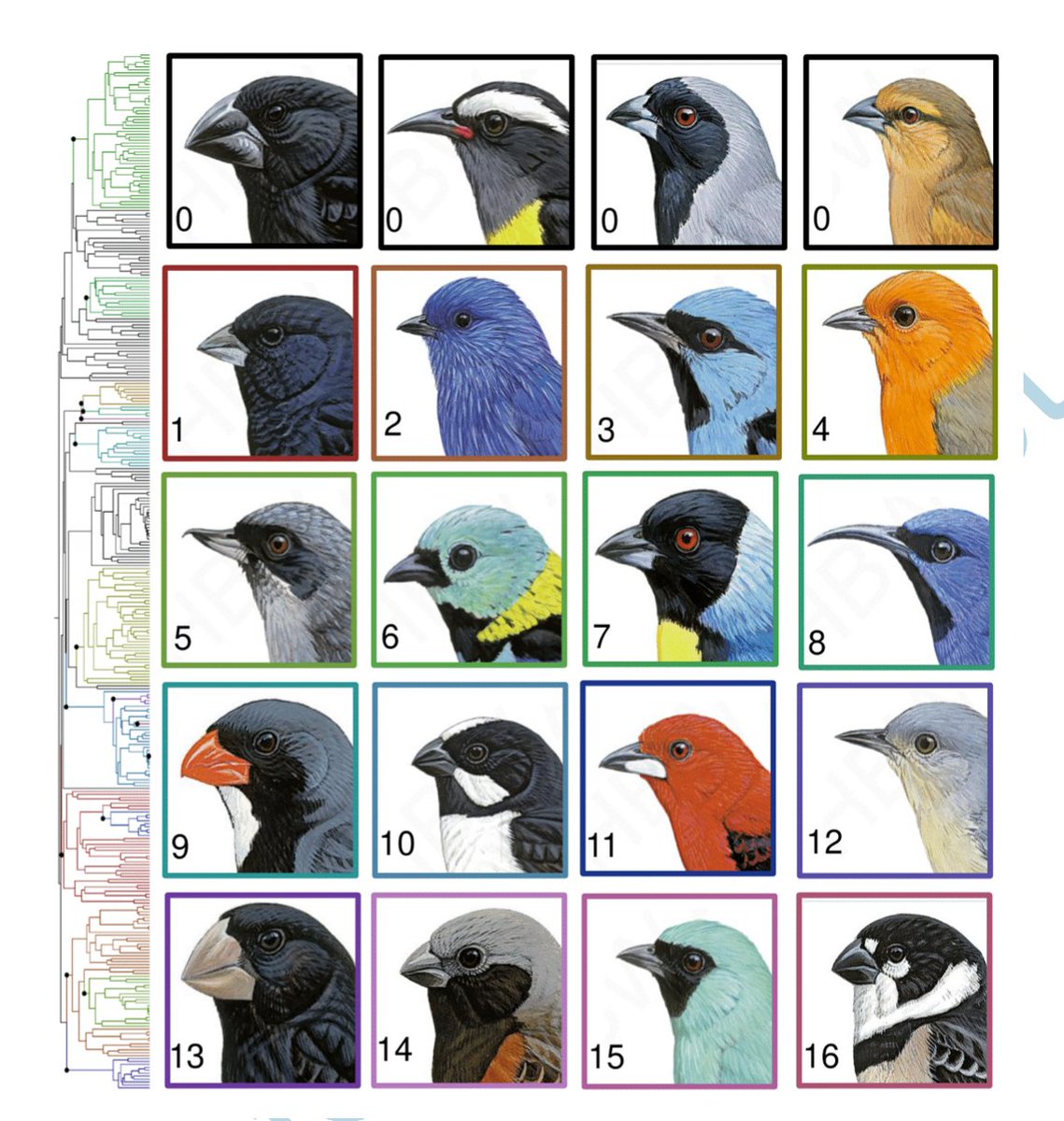 Latest paper from our lab, congrats to my former MS student, the amazing @acdemery, on another paper from her MS thesis. Convergent evolution in bill morphology in the tanagers, an incredible radiation of birds. academic.oup.com/evolut/advance…