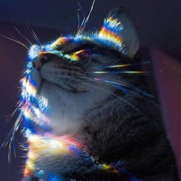 yangyang as cats! tweet media