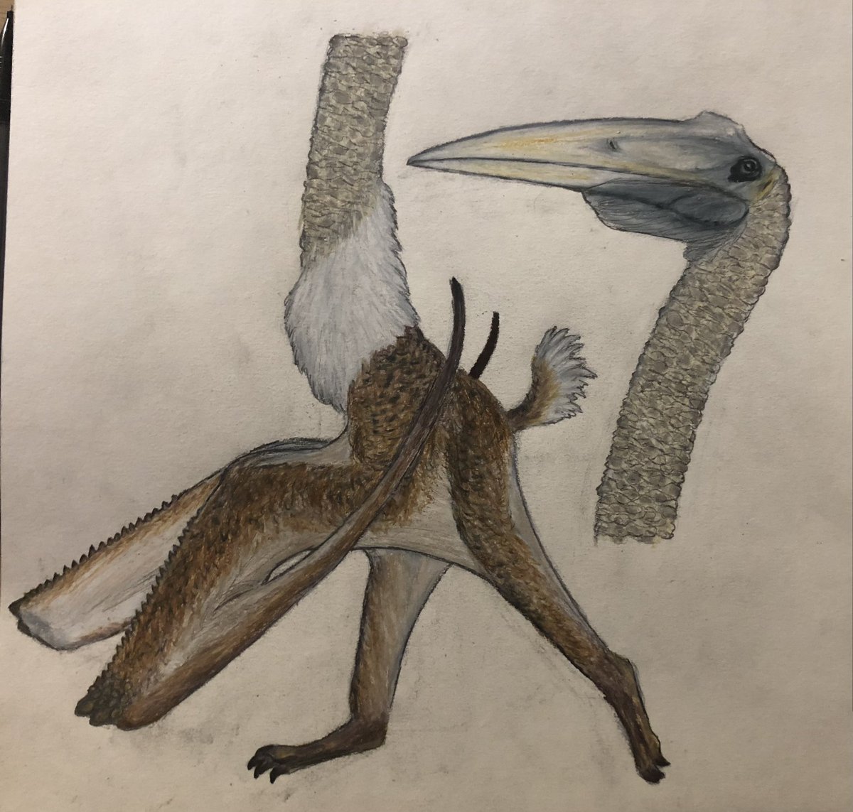 TalesofKaimere's tweet photo. Progress on the titan stork, the most common large inland pterosaur in the known world. While they are proficient fliers, they hunt small game on the ground and can gallop at 25 mph in pursuit of prey. https://t.co/vWmIpRb20G