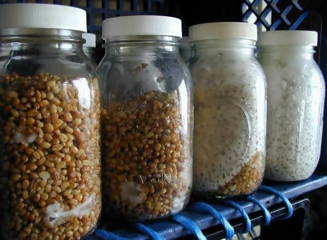 deliciousmushr2's tweet photo. oyster mushroom spawn production

Learn how to make oyster mushroom spawn, where to get cultures, basic equipment &amp; how to minimize contamination.

The training is available both online and in person in Nairobi. 

Inbox us or call 0735803239 /0705210033 for more info. https://t.co/S8Q15qT50e