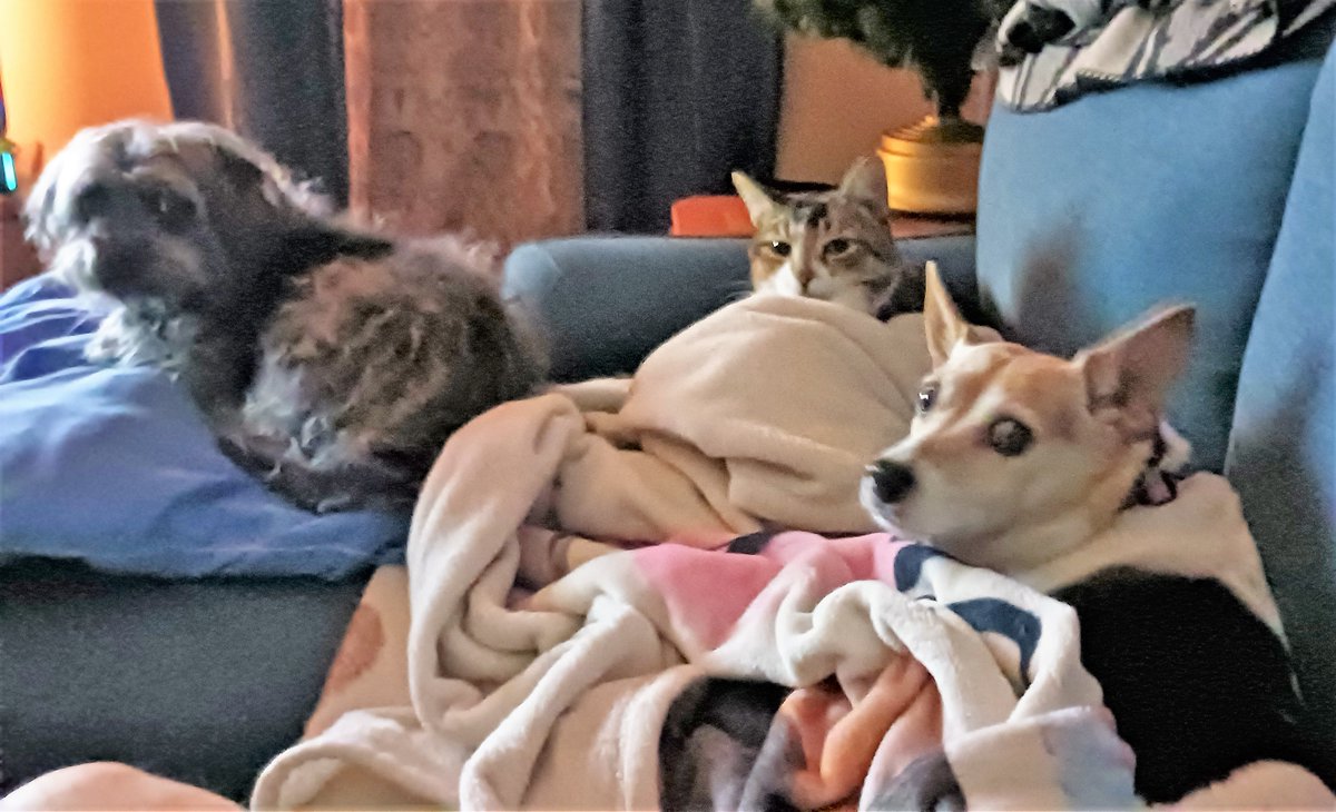 FilozofiaQuest's tweet photo. Relaxing with my buddies watching British mysteries and detective television.🐱🐶🦊#pets #lovingpets #relaxing #UKmysteries #UKdetectives https://t.co/6oqHFRVVuv