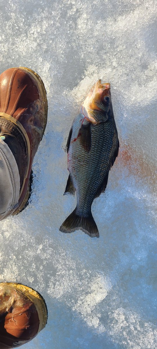 MaineQuest's tweet photo. And a new season begins can't wait to get out on the hardwater. https://t.co/LXGmZgdYBQ