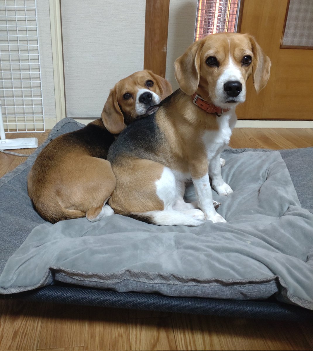 本日のイチャコラ🐶❤️🐶