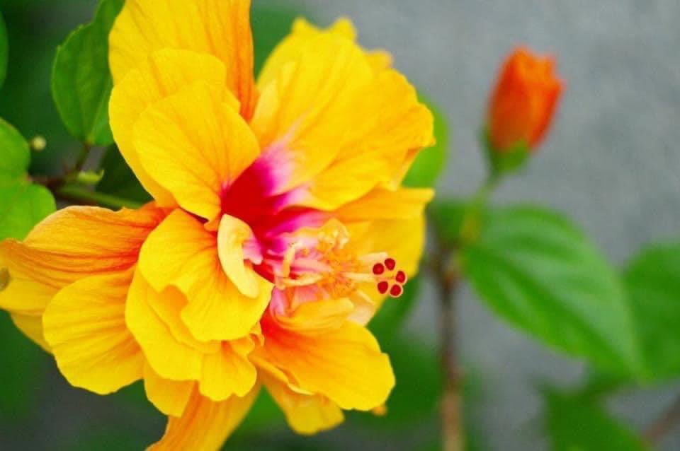 chernorris's tweet photo. #Oneflower can brighten a garden.
One word can brighten a day.
One hug can lessen pain.
One breath can calm.
Be the one who
shares your
heart with
another.
♥️🌼😘
🌼Have A Blissful Wednesday #ThePhotoHour https://t.co/SHbhwGMH4l