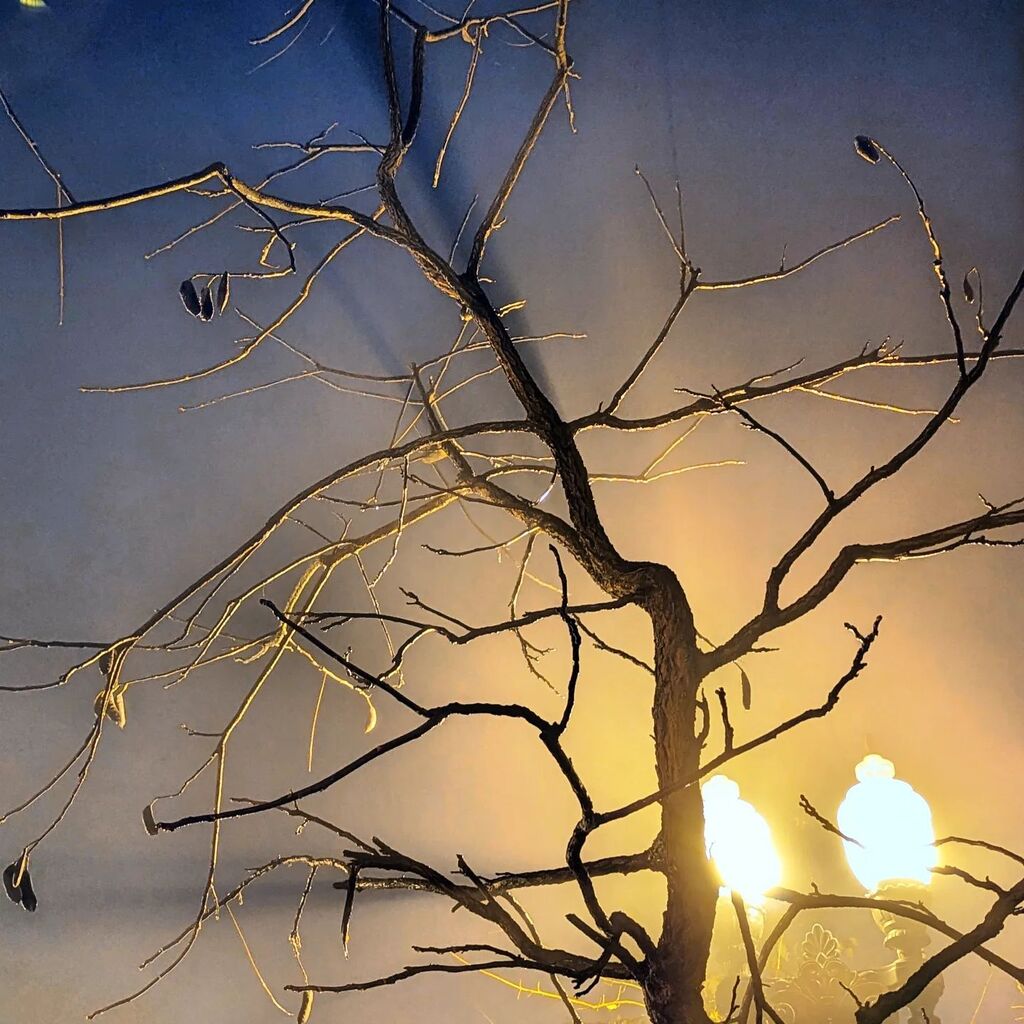 sbcthemuse's tweet photo. #FoggyNight #ChicagoWinter #Nightlight #shadow #SkeletonTree #PhotoADay2023 #ChicagoWeather #igersChicago https://t.co/fpifH97SB5 https://t.co/Ad1MayEePt