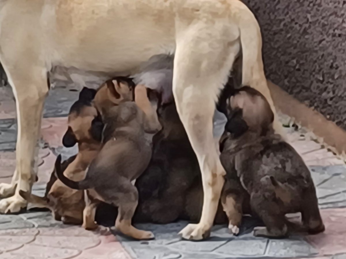 ሰውጰአይል እንስሳ የእናትነት ፍቅር በምንም አይለካም ።ውሻችን 8 ቡችሎቿን እንዲህ ታጠባቸዋለች