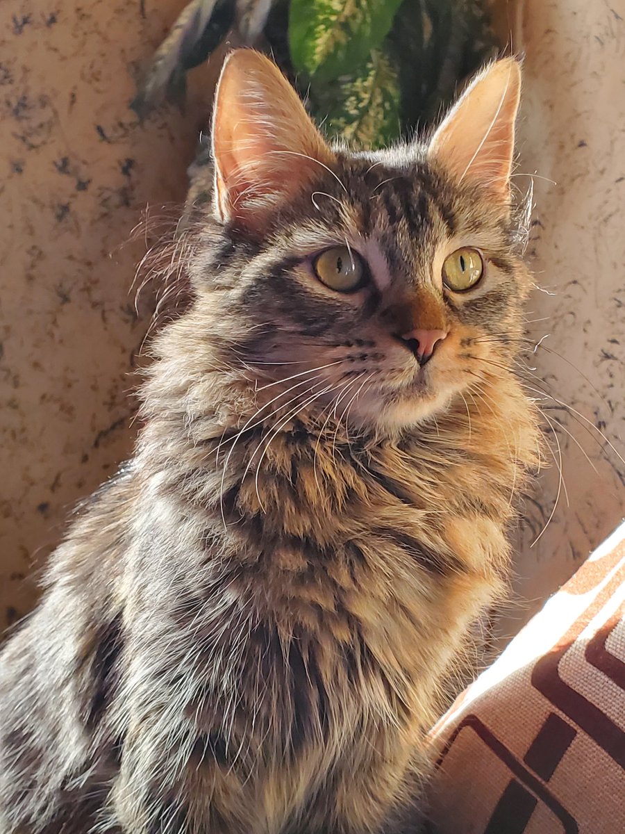 Hace años no tenía una cuenta de Twitter, quiero compartir a mi gatita pelusa espero alguien la vea❤️ #Gato