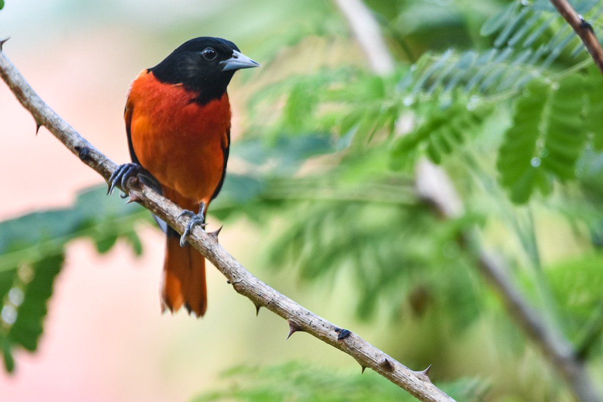 birdsofctwsbz's tweet photo. Baltimore Oriole
Icterus galbula 
Turpial de Baltimore 
~
Males do not develop their bright coloration until their second Prebasic molt, in the fall of their second calendar year.
~
#birdsofbelize #birdsofcrookedtree #baltimoreoriole #icterusgalbula #BirdsSeenIn2022 https://t.co/izHt3TyhTe