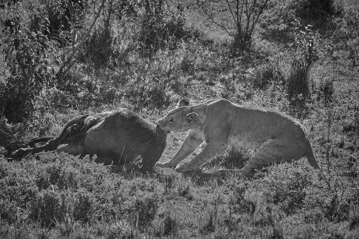 •Lion bite force: 650 PSI
•Adult lion teeth size: 3.2 to 4 inches
•Lion paw swipe force: 4,500 to 27,500 lb.-ft./s
•Adult lion paw size: approximately 5 x 5.5 inches
•Adult lion weight: 90 to 550 pounds
🦁 Masai Mara | Kenya
#wildlifeseekers #wildlifephotographer