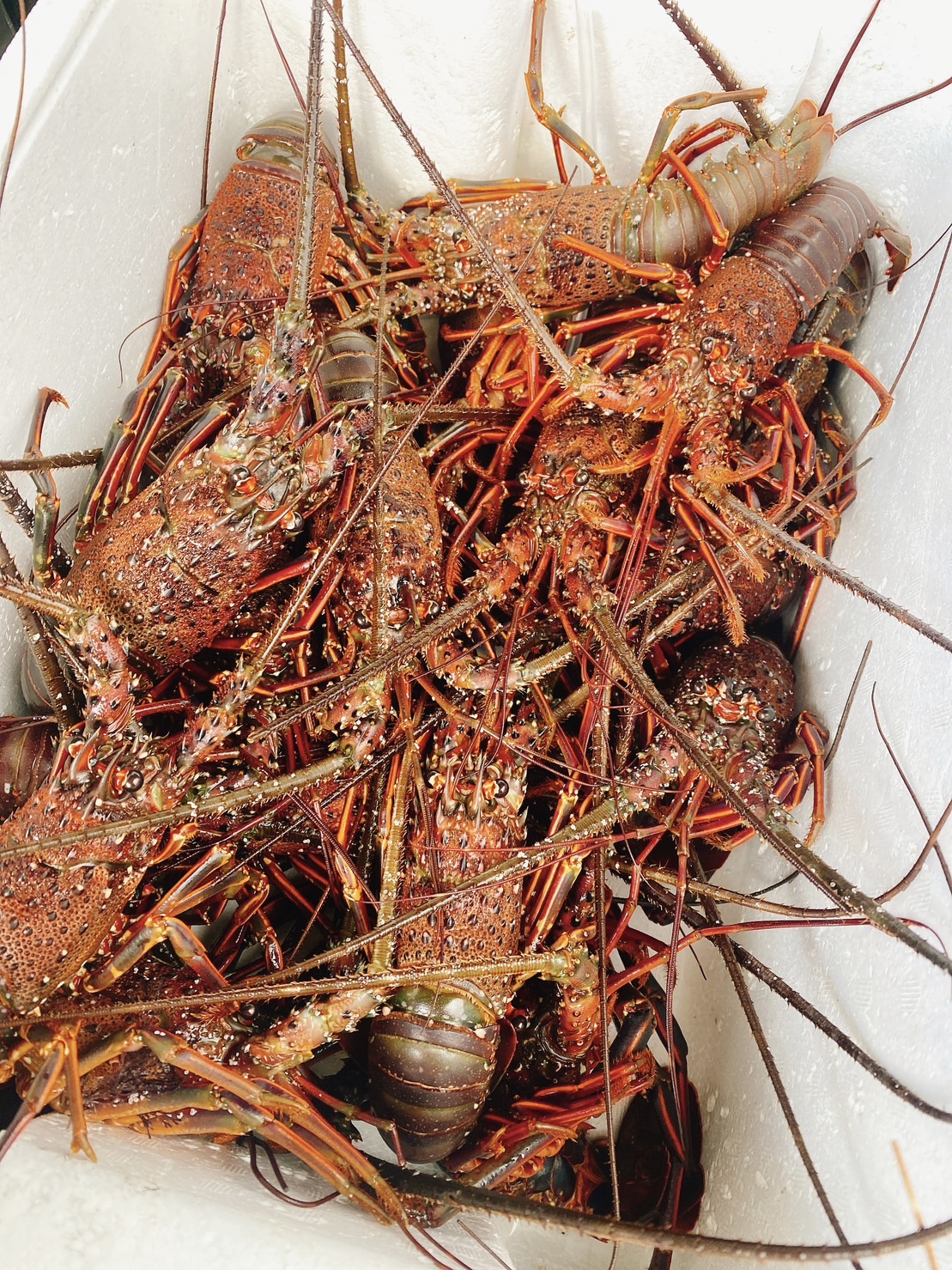 在庫限り無くなり次第終了❗★活け★ ★ 伊勢海老 伊勢エビ3kg 在庫限り無くなり次第終了❗☆活け 伊勢海老 伊勢エビ3kg