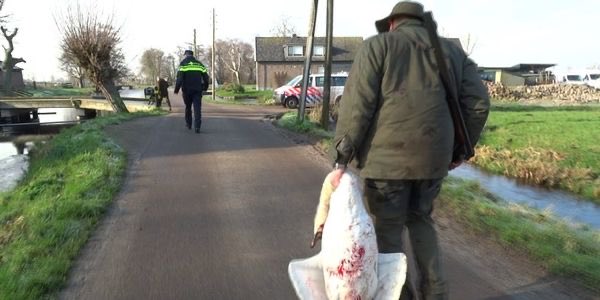 fb_provGLD's tweet photo. En de politie kijkt toe🦢 https://t.co/dybCczaQrs