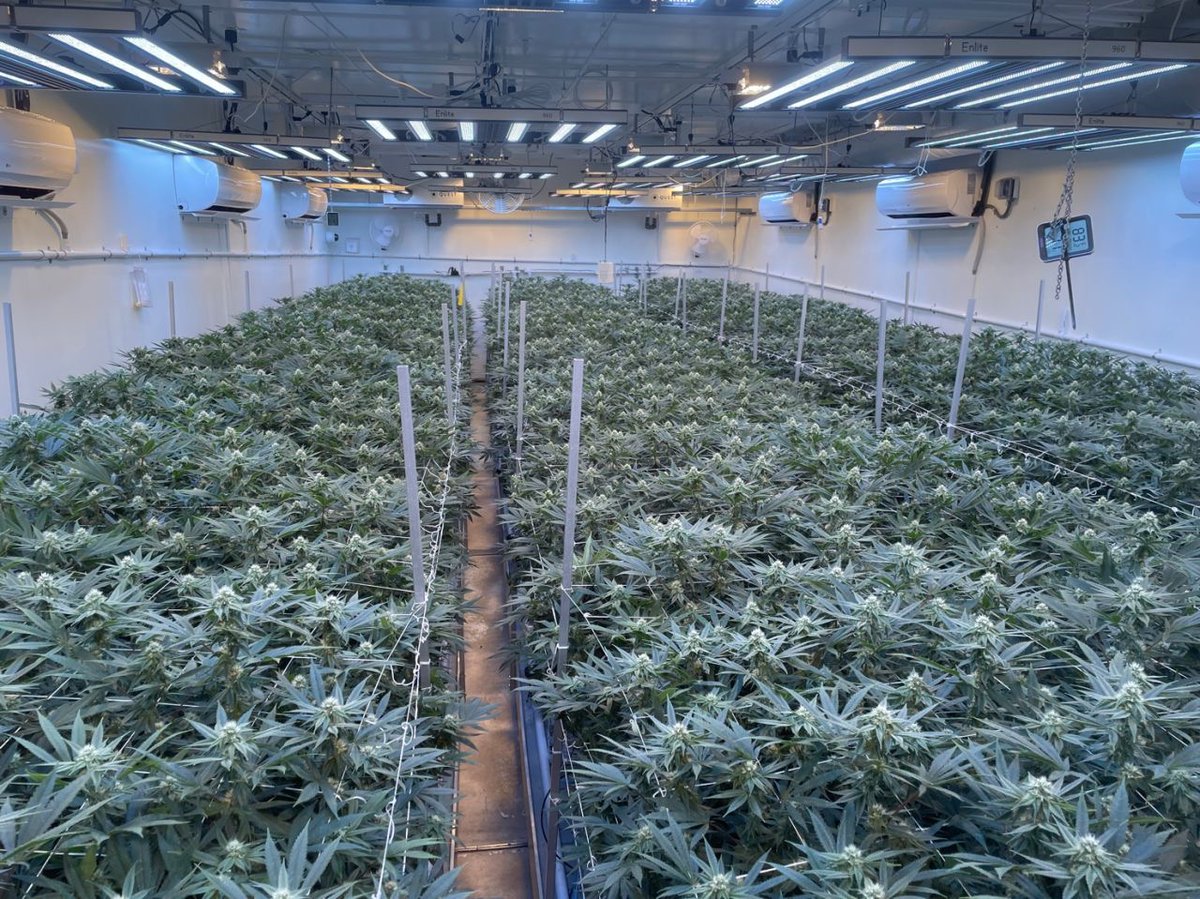 HortiEnlite's tweet photo. Check out this indoor grow setup using our Enlite Horti LED grow lights! The perfect light design for any indoor cultivation. Plus, all of our lights are in stock at our US warehouse, so get yours today and start growing like a pro! #growlights #indoorgrow #cannabis #hydroponics https://t.co/WLcTQKMoaU