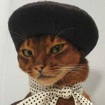 yangyang as cats! tweet media