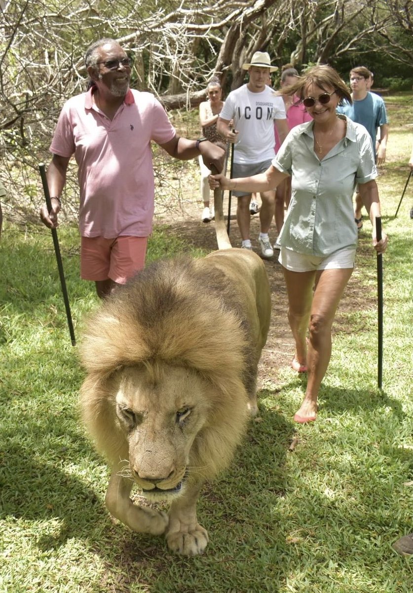 LloydCollins51's tweet photo. Walking with the Lions in Mauritius https://t.co/TGv0DxH6Mz