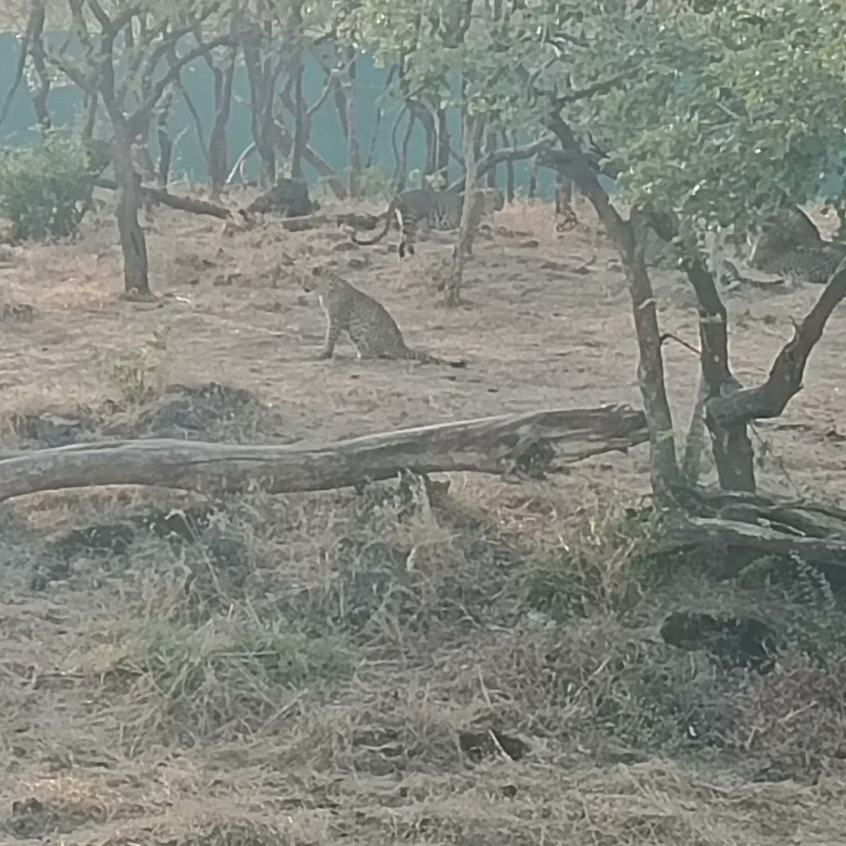 Trip To Sasan Gir.

#SasanGir #Sasan #Gir #Cheetah #Lion #AsiaticLion #Lioness #wildlife #nationalpark #Gujarat