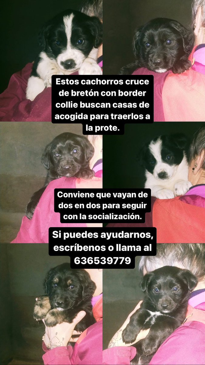 ‼️URGENTE CASAS DE ACOGIDA‼️