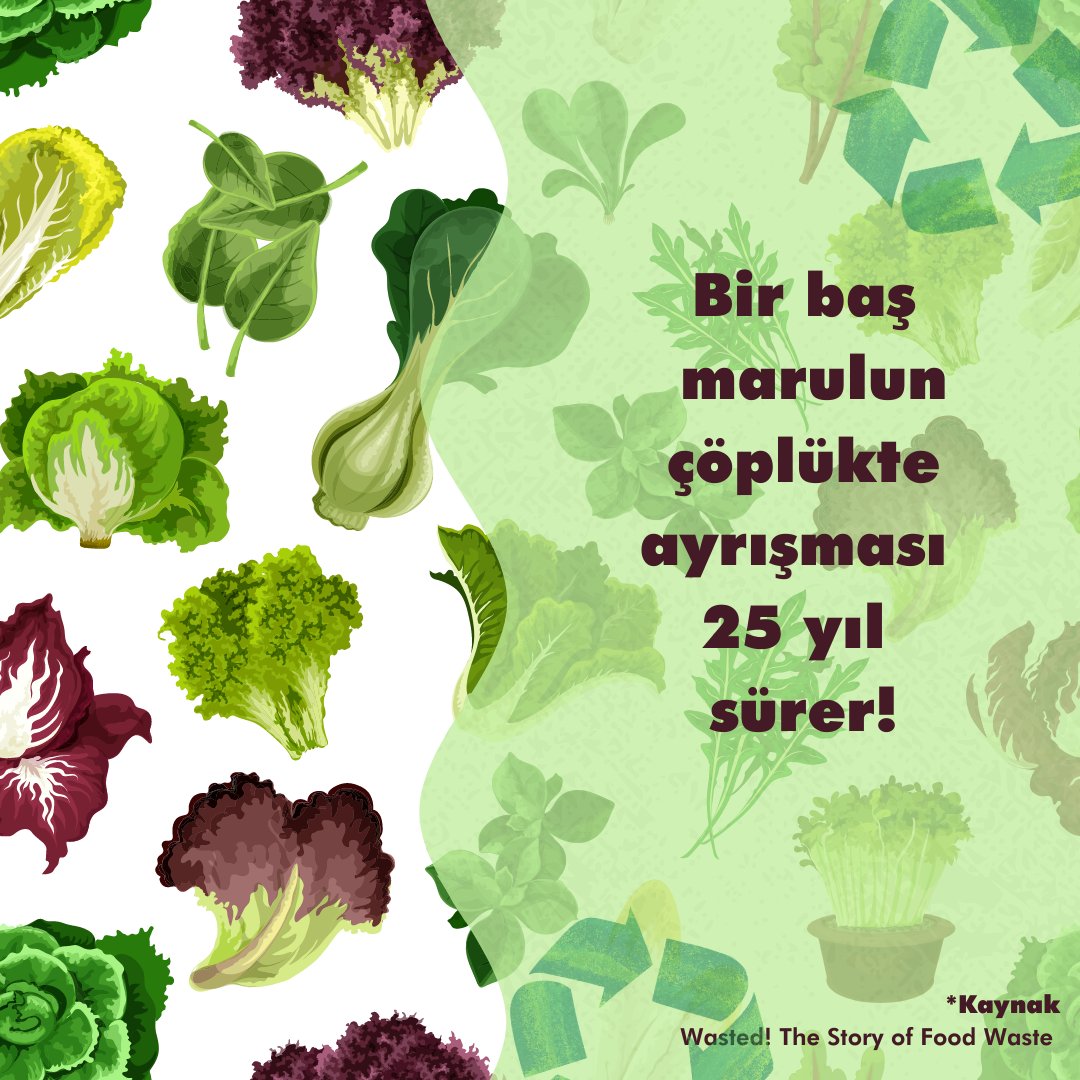 Bir baş marulun çöplükte ayrışması 25 yıl sürer.

Kaynak:  Wasted! The Story of Food Waste film. 

#FoodWaste #FoodLoss #Gıda #Beslenme #ZeroWaste #GıdanıKurtar