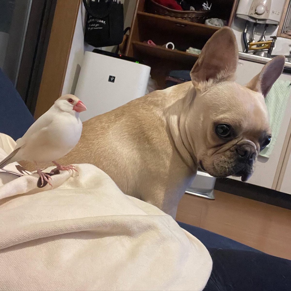 Daizu_Komugi's tweet photo. 仲良しクリーム兄弟
兄・文鳥だいず🐥
弟・フレブルきなこ🐷

怒りっぽいだいず🐥につつかれても
忍耐強く、優しく見守る弟きなこです🐷

　#buncho #文鳥 https://t.co/usLtvtlbn2
