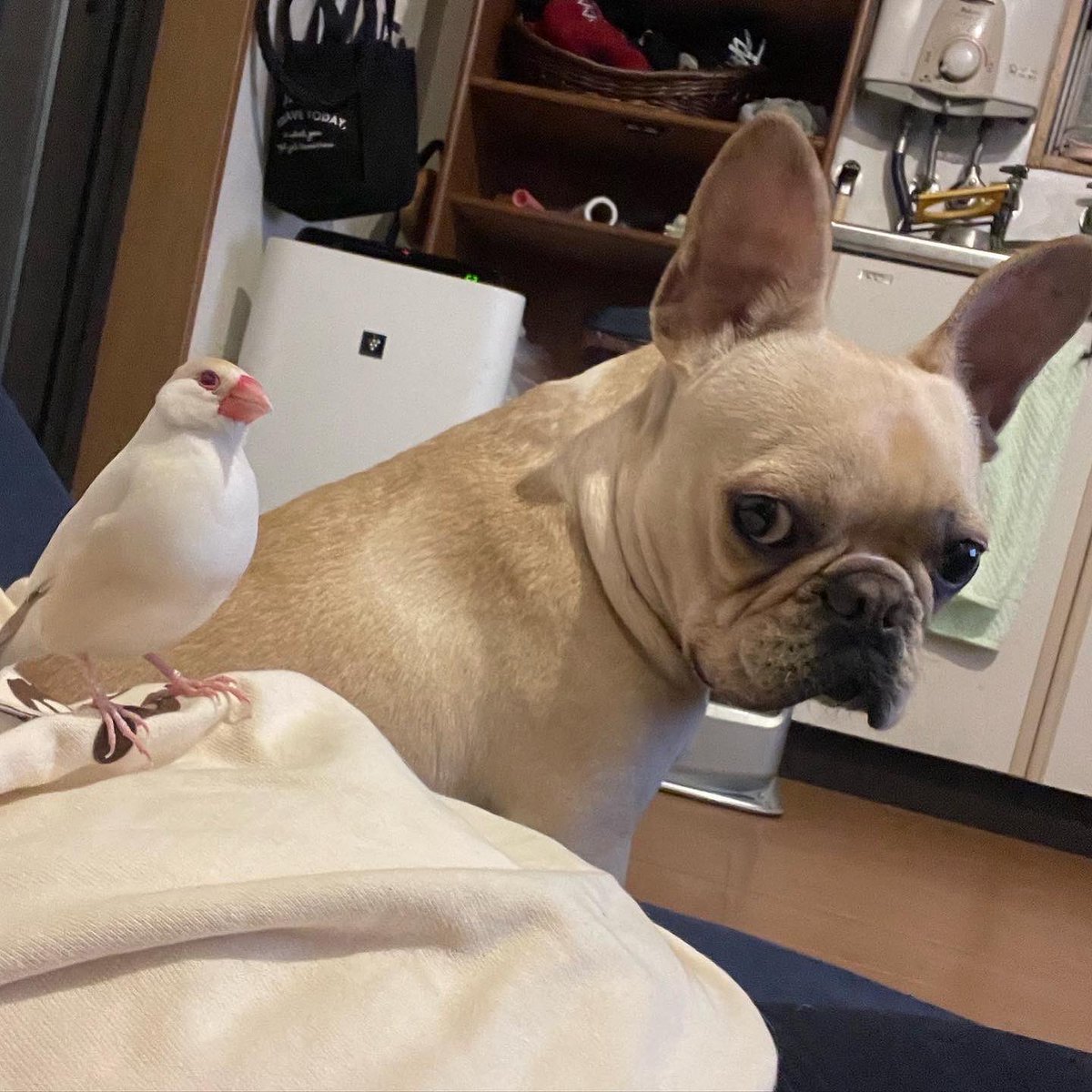 Daizu_Komugi's tweet photo. 仲良しクリーム兄弟
兄・文鳥だいず🐥
弟・フレブルきなこ🐷

怒りっぽいだいず🐥につつかれても
忍耐強く、優しく見守る弟きなこです🐷

　#buncho #文鳥 https://t.co/usLtvtlbn2