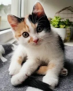 اغلى حبيبه وصديقه😊😀🤩
أنيسة وحدتى  (😺Franka  )
كاتمة اسرارى(  😺Franka)
هى بالنسبه لى كل حياتى 🧡💜
My. Cat (Franka😺)🦋