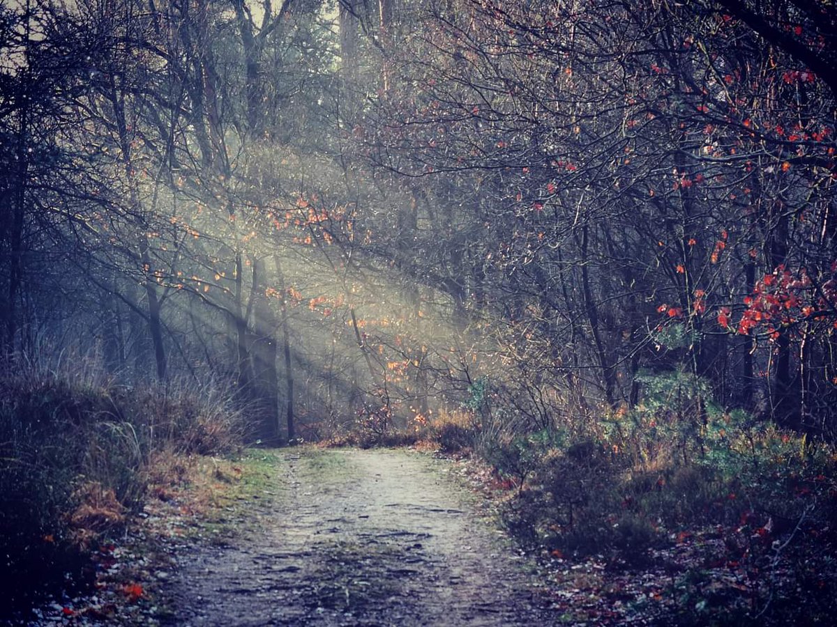 GroenePeter's tweet photo. Licht in het bos #ermelo #veluwe #ruigeveld https://t.co/C9kuzTON3o