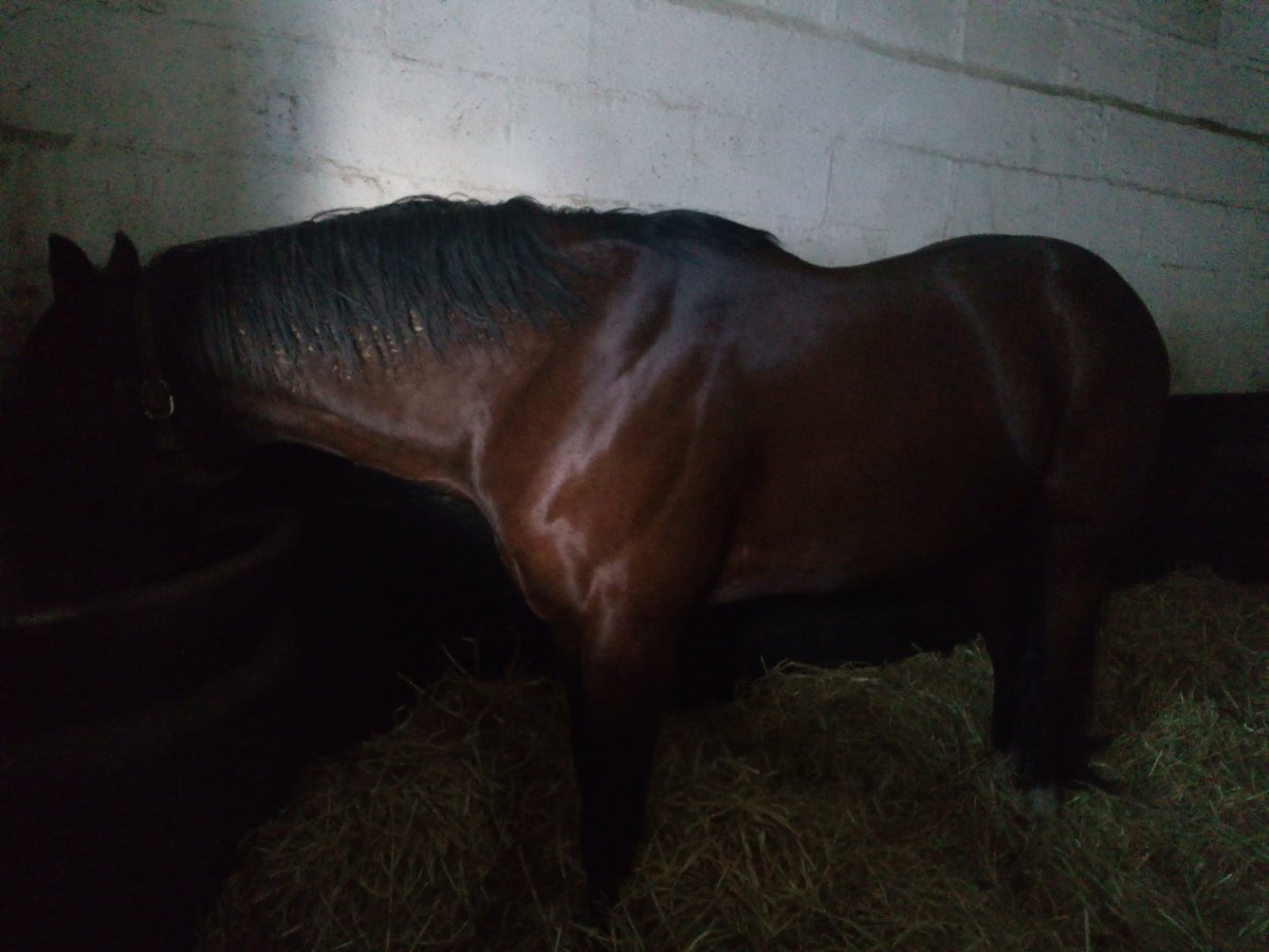 StudGrove's tweet photo. #Stallion #carrottime https://t.co/FNwJAuwnjw