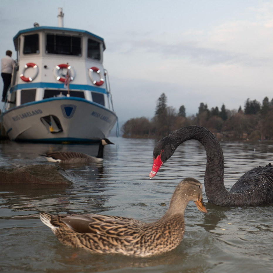 Lovely weather for ducks, geese & boat tours.

#InternationalUnsolicitedDuckPicDay