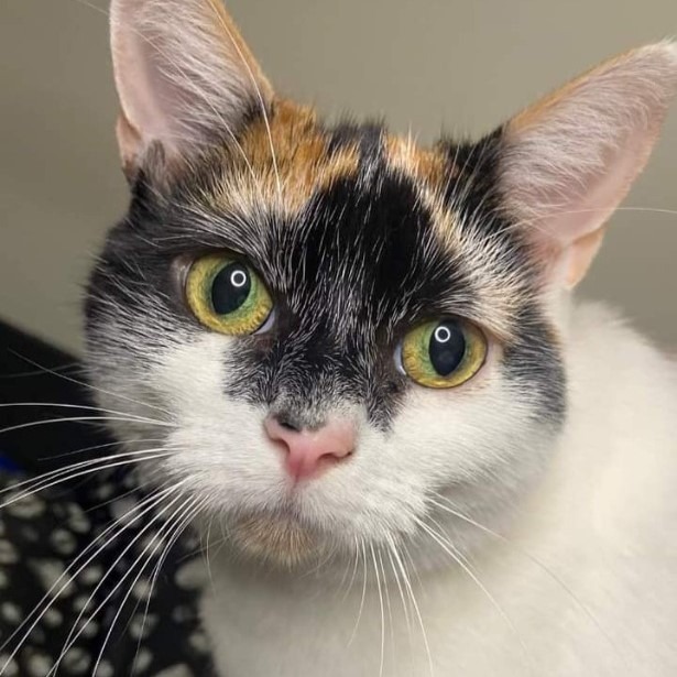 We are so sad and that's because we are in 2023 and our gorgeous girl Pepper is still on the website looking for her forever home! Surely we can find someone out there who will look past her skin issues? Pepper is our cat of the week, please retweet and help find her a home!