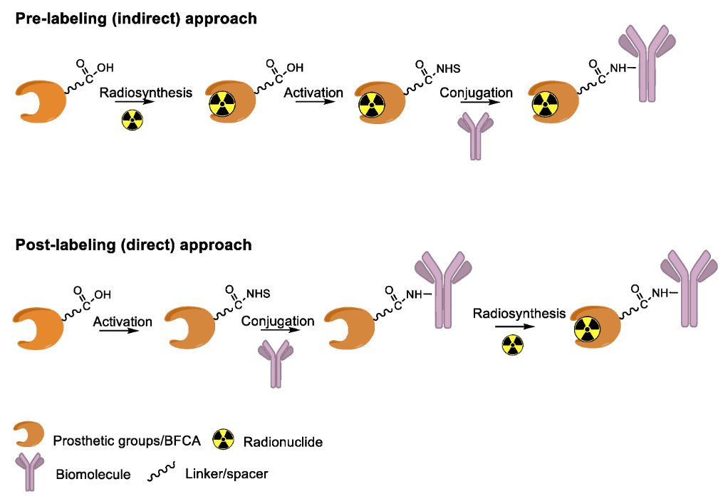 Molecules_MDPI's tweet photo. #HighlyCitedPaper #HighlyAccessedPaper
Enzymatic Methods for the Site-Specific Radiolabeling of Targeting Proteins
By: Cristina Bolzati, et al.
👉https://t.co/5iw0yjXC2e
📌#transglutaminase #sortase #lipoicacidligase #PET #SPECT #mAb #nanobody #affibody
@ChemMatSci_MDPI https://t.co/FcgMyY4Yye