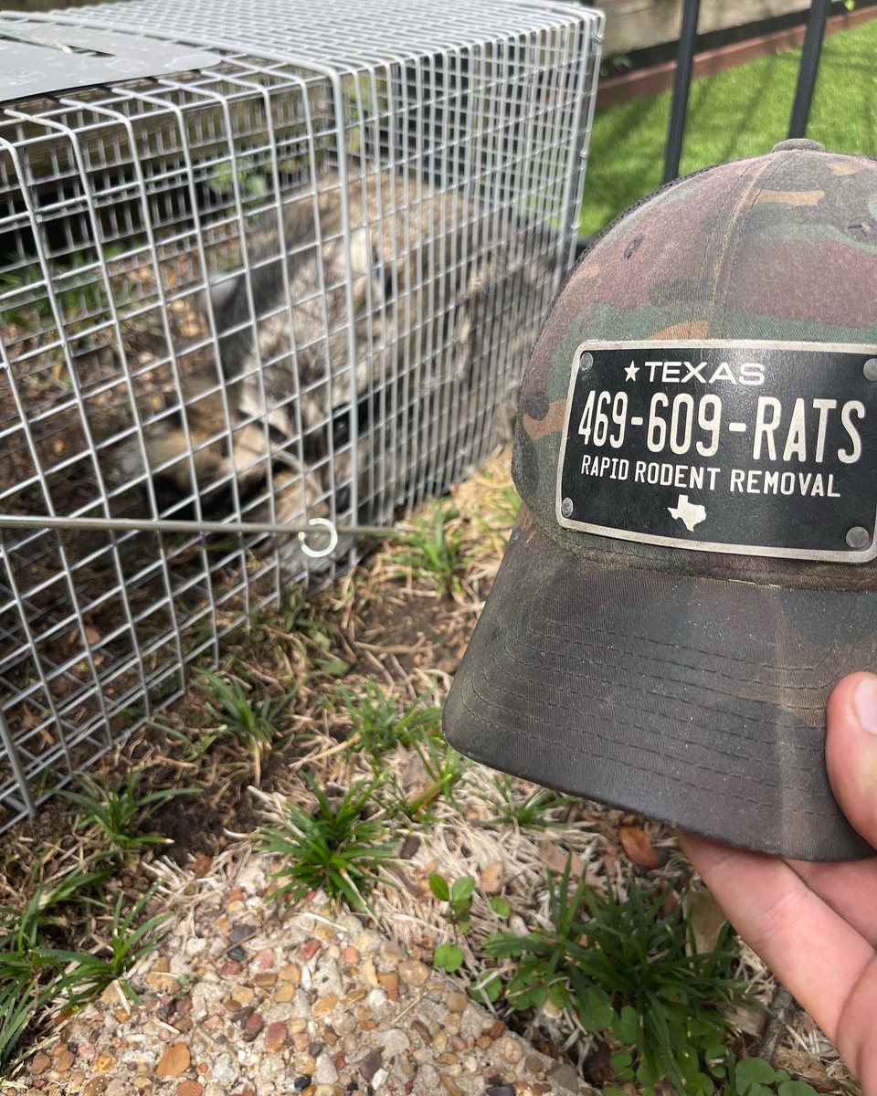 Rapid Rodent Removal tweet media