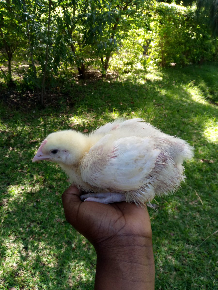 Hands that are actively producing. 15 days old. 
@GlobalFarmersC1 @takue_mdumeni