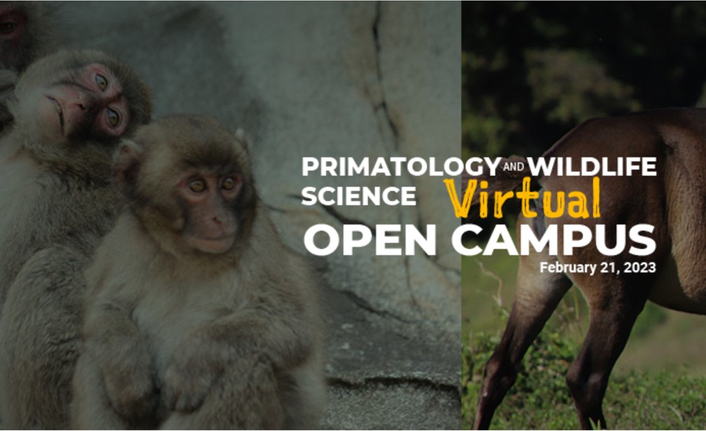 Interested in applying to our research internship program or graduate program in primatology and wildlife science at #KyotoUniversity? Then, come join our virtual open campus in February! Register here: ow.ly/KsQ750MhXsf