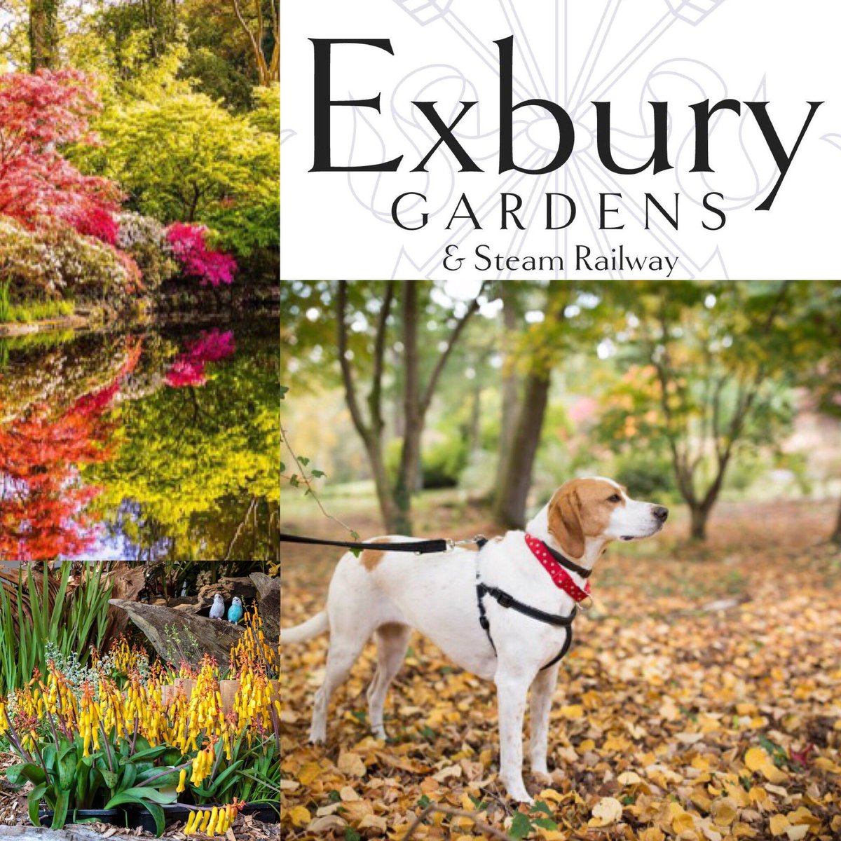 dotty4paws's tweet photo. We are delighted to include @exburygardens in our directory. For a truly #dogfriendly day out with the whole family why not pay them a visit πΎπ³πΊ
https://t.co/2Dfe0EPCP6 β¦
#Hampshire #dogsallowed #EarlyBiz https://t.co/lqB08xBp26