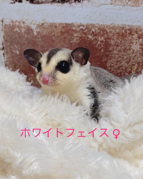 モモンガハウス(うさぎの郵便・ラメ) ボアグレー  1850円 モモンガハウス(うさぎの郵便・ラメ) ボアグレー 1850円