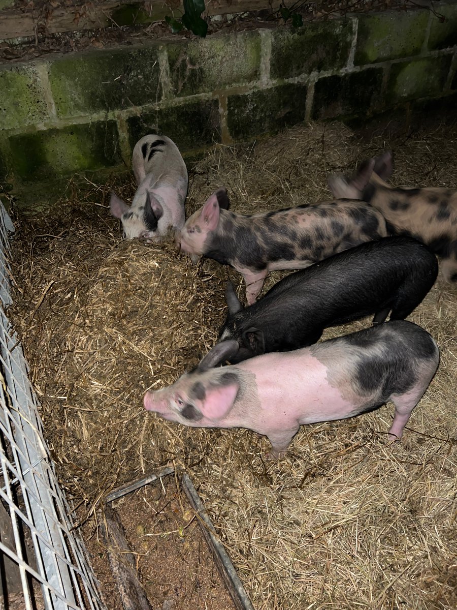 pigs choosing to eat lucerne haylage over cereal meal. part of a trial to see how effectively we can raise pigs on lucerne & distillers grains from the on farm distillery. Aim is to reduce cost & emissions then add value through The Egg Machine. #CircularEconomy #regenerative
