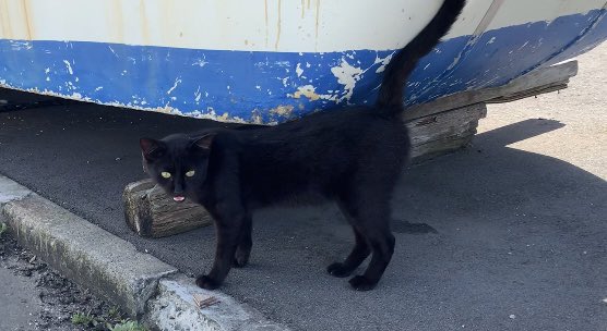 YouTubeを更新しました〜！！
黒猫/a black cat
youtu.be/lZnl2H4srxs
#cat #野良猫　#猫　#猫好きさんと繋がりたい
#straycat #猫がいる暮らし