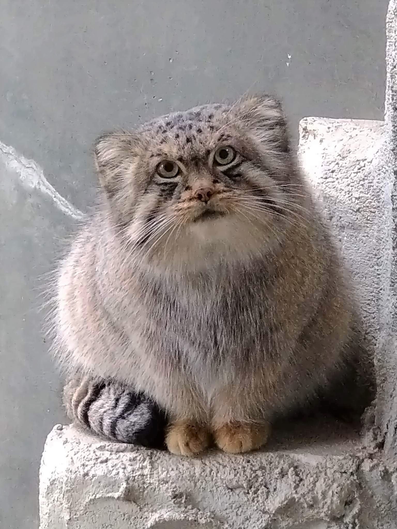 名古屋市東山動植物園 on X: 