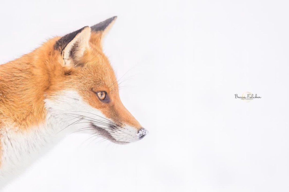 The eleventh day of Foxmas - simplicity ! Fox , snow , that's it . Thank you @beccafulcherphotography #FoxOfTheDay #12DaysOfFoxmas