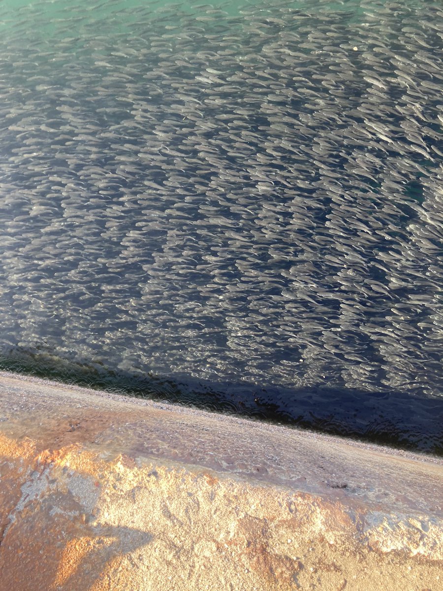 イナッコ一族🙄